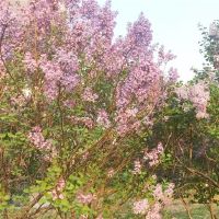 静待春暖花开疫情散去的句子