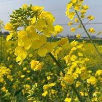赏油菜花的心情句子 春天晒油菜花拍照说说