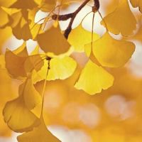 关于秋天の浪漫文案(精选44句)