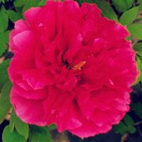 描写牡丹花的优美句子(精选30句)