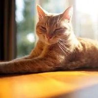 关于晒太阳的温暖文案句子(精选39句)