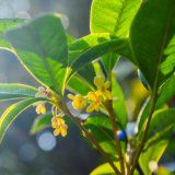 关于紫罗兰的网名大全(精选101个)