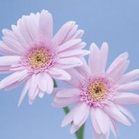 好听吸引人和菊花有关的网名(精选37个)