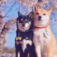 情人节的趣味幽默短句 2022情人节发朋友圈的搞笑说说