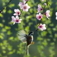 春季万物复苏唯美句子 2022春天到来的唯美说说