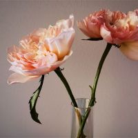 和妈妈一起合影的唯美句子 关于妈妈的暖心文案