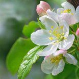 以花字开头的三个字网名大全(精选119个)