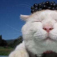 搞笑又吸引人的网名非常有意思(精选65个)