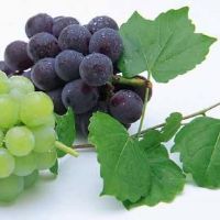 关于葡萄的网名大全(精选129个)