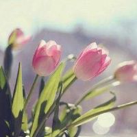 清新优雅的三个字网名(精选43个)