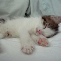 早上不想起床的懒床文案句子(精选34句)