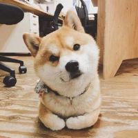 带动物的两字网名 关于小动物的昵称(精选57个)