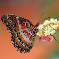 关于蝴蝶的网名大全(精选380个)